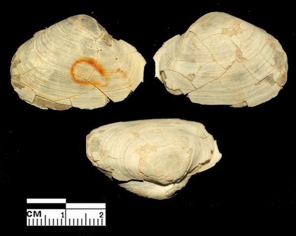 Thracia convexa (Wood W., 1815) - Pleistocene